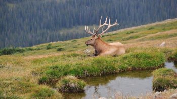 Back 40 Deer Hunting Clubs
