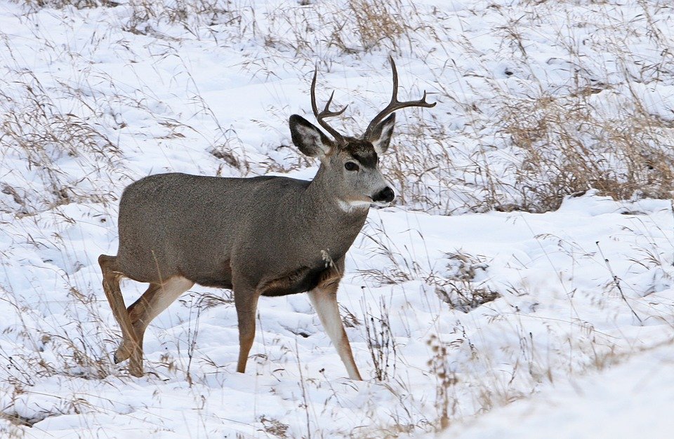 Back 40 Deer Hunting Tips